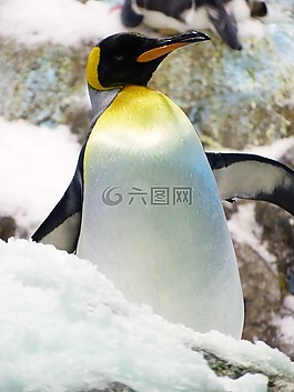 國王企鵝,企鵝,aptenodytes patagonicus
