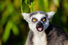 狐猴,環(huán)尾狐猴,靈長類動物