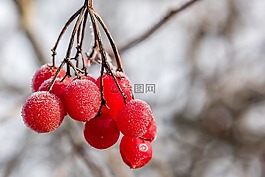 金銀花,性質(zhì),弗羅斯特