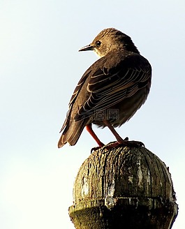 歐椋鳥,鳥,動物
