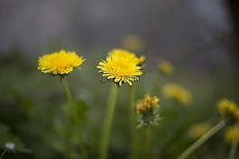 黃色,花瓣,花