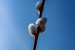 褪色柳,性質(zhì),春天