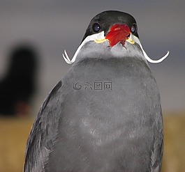 鳥,顏色,羽毛