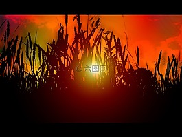 日落,太陽,性質(zhì)