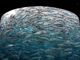 魚群,沙丁魚,魚