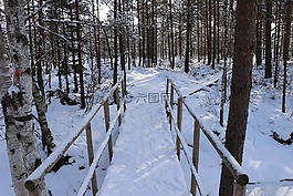 雪,冬季,木材