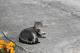 冰爪,貓,tomcat的