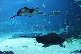 海洋館,海洋生物,魚