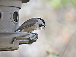 鳥,野生動物,自然