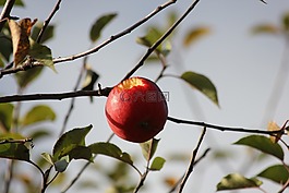 蘋果,蘋果樹,秋