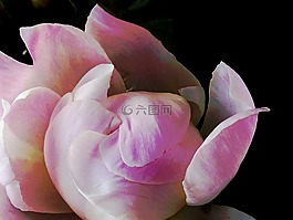 blütenzauber,开花,花的海洋