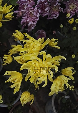 花,綠色,黃色
