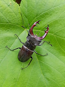 甲虫,roháč,昆虫