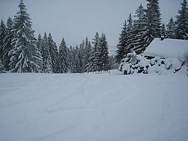阿爾高,窮鄉(xiāng)僻壤skiiing,森林