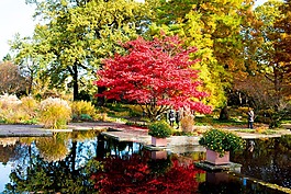 漢堡,公園,秋天的顏色