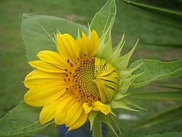 鮮花,增長(zhǎng),向日葵