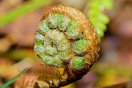 花,性質,宏