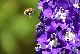 蜜蜂,大黃蜂,飛行