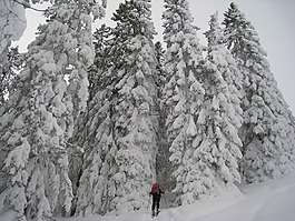 阿爾高,窮鄉(xiāng)僻壤skiiing,森林