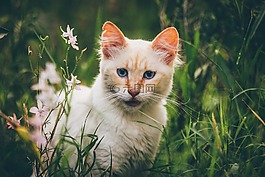 貓,動物,小貓
