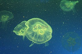 水母,海洋生物,海洋館