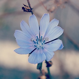秋季,花,蓝色