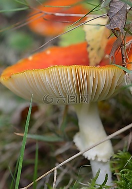 蘑菇,飛木耳,plaatjespaddenstoel