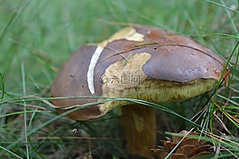 牛肝菌,蘑菇,林