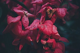 粉红色,枯燥的,鲜花