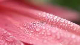 自然,植物區(qū)系,顏色
