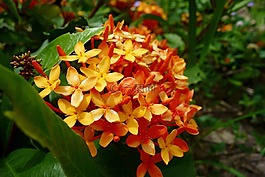 植物,花,橙色