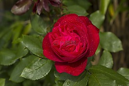 玫瑰,花,開花