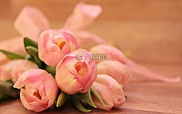 郁金香,鮮花,schnittblume