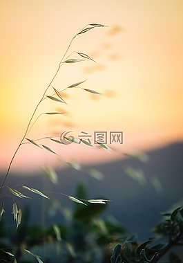 綠色,葉,植物