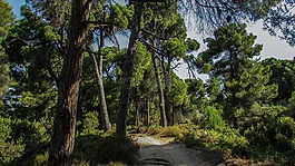 斯基亞索斯,便是mandraki,森林