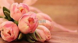 郁金香,蝴蝶,粉紅色的蝴蝶