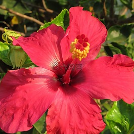 花,槿,花的