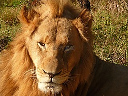 獅子,非洲,野生動物園
