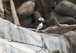 海雀,阿拉斯加州,鳥