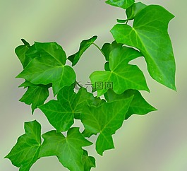 常春藤,叶子,绿色