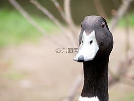 英國(guó),野生動(dòng)物,自然