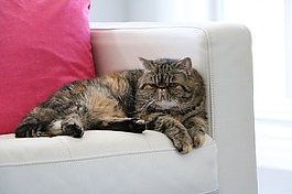 猫,异国短毛,沙发