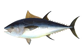 金槍魚,魚,肥壯金槍魚