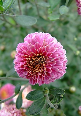 花,百日草,阿斯特拉