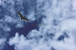 海鷗,天空,鳥