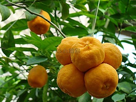 橘子,性質(zhì),水果