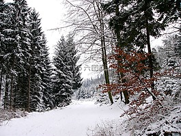 冬天,雪,寒冬