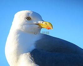 野生動物,自然,鳥