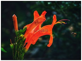 花,自然,植物區(qū)系