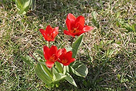 草地,花,郁金香